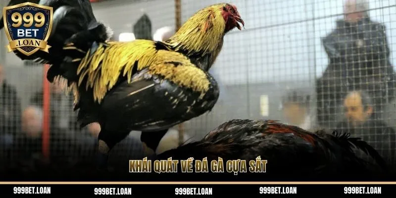 Khái quát về đá gà cựa sắt